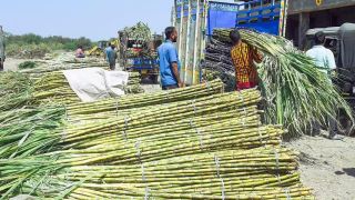 Government Approves ₹365 per Quintal FRP for Sugarcane for 2026-27 Sugar Season